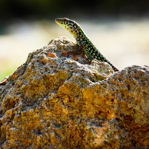 Preview wallpaper lizard, reptile, stone, amphibian