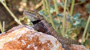 Preview wallpaper lizard, reptile, stone, wildlife