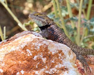 Preview wallpaper lizard, reptile, stone, wildlife
