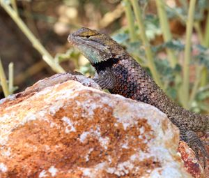 Preview wallpaper lizard, reptile, stone, wildlife