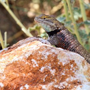 Preview wallpaper lizard, reptile, stone, wildlife