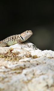 Preview wallpaper lizard, reptile, stone