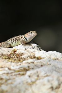 Preview wallpaper lizard, reptile, stone