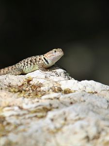 Preview wallpaper lizard, reptile, stone