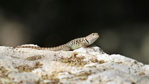 Preview wallpaper lizard, reptile, stone