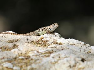 Preview wallpaper lizard, reptile, stone