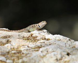 Preview wallpaper lizard, reptile, stone