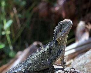 Preview wallpaper lizard, reptile, stone, glance, wildlife