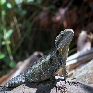 Preview wallpaper lizard, reptile, stone, glance, wildlife