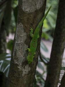 Preview wallpaper lizard, reptile, trees, macro