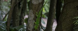 Preview wallpaper lizard, reptile, trees, macro
