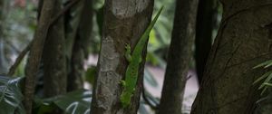 Preview wallpaper lizard, reptile, trees, macro