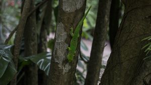 Preview wallpaper lizard, reptile, trees, macro