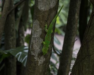 Preview wallpaper lizard, reptile, trees, macro