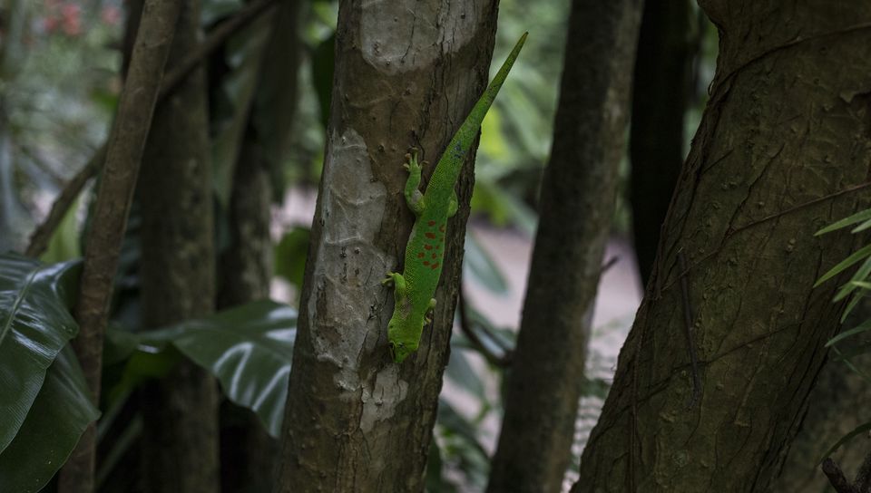 960x544 Wallpaper lizard, reptile, trees, macro