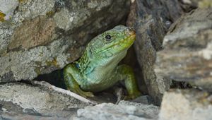 Preview wallpaper lizard, reptile, wildlife, stones