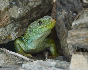 Preview wallpaper lizard, reptile, wildlife, stones