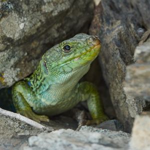 Preview wallpaper lizard, reptile, wildlife, stones