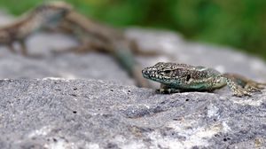 Preview wallpaper lizard, rock, reptile, crawl