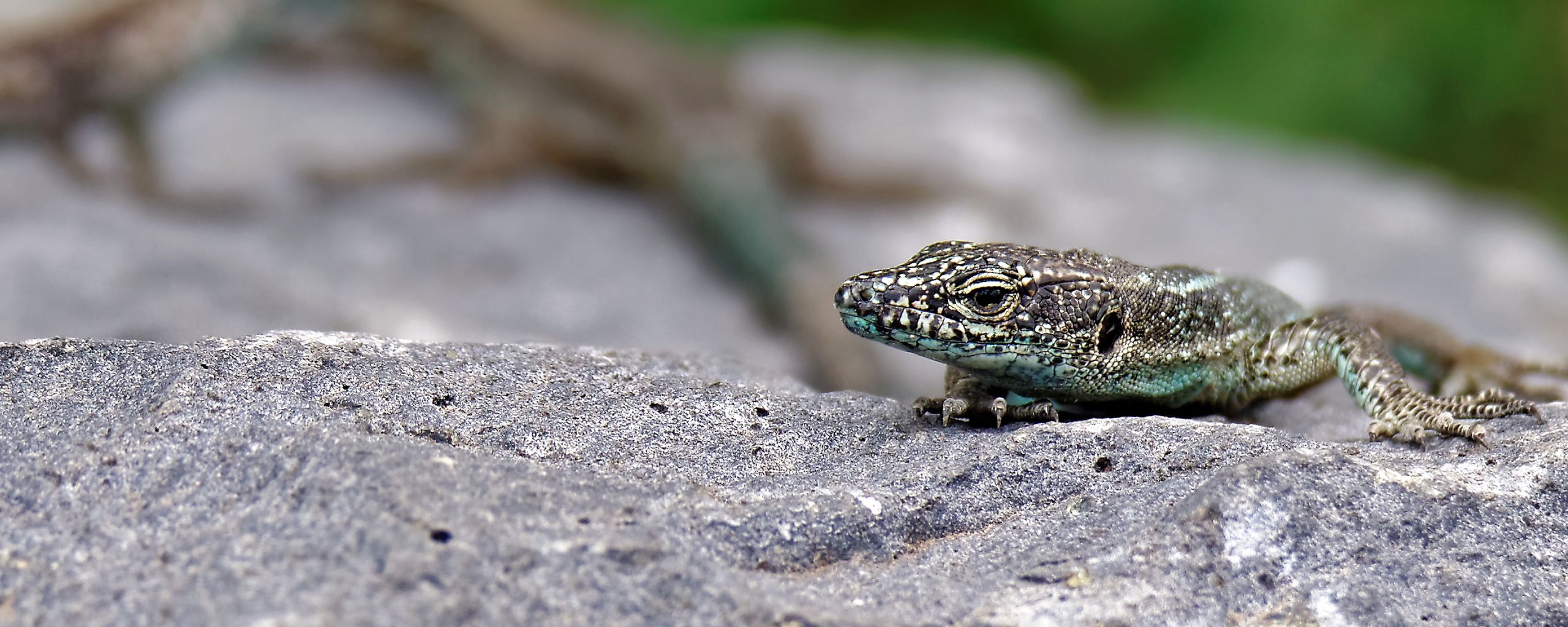Download wallpaper 2560x1024 lizard, rock, reptile, crawl ultrawide