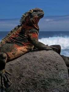 Preview wallpaper lizard, rock, sea