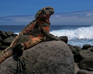 Preview wallpaper lizard, rock, sea