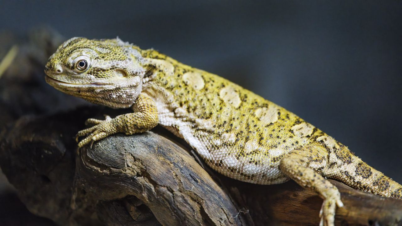 Wallpaper lizard, scales, branch, macro, animal