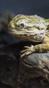 Preview wallpaper lizard, scales, branch, macro, animal