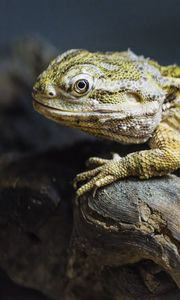 Preview wallpaper lizard, scales, branch, macro, animal