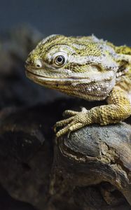 Preview wallpaper lizard, scales, branch, macro, animal