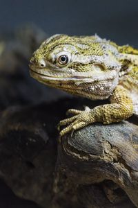 Preview wallpaper lizard, scales, branch, macro, animal
