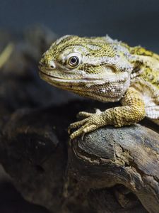 Preview wallpaper lizard, scales, branch, macro, animal
