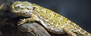 Preview wallpaper lizard, scales, branch, macro, animal