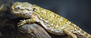 Preview wallpaper lizard, scales, branch, macro, animal