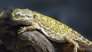 Preview wallpaper lizard, scales, branch, macro, animal