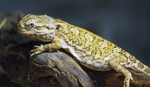 Preview wallpaper lizard, scales, branch, macro, animal