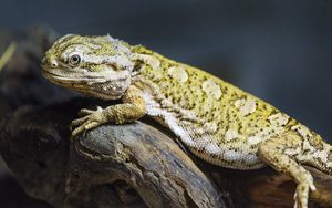 Preview wallpaper lizard, scales, branch, macro, animal