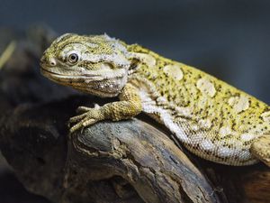 Preview wallpaper lizard, scales, branch, macro, animal