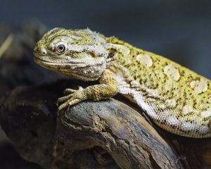 Preview wallpaper lizard, scales, branch, macro, animal