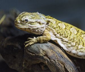 Preview wallpaper lizard, scales, branch, macro, animal
