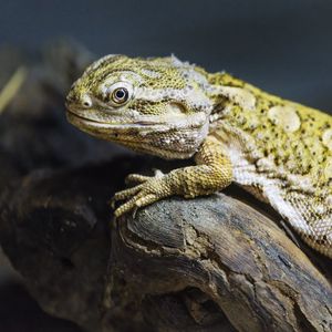 Preview wallpaper lizard, scales, branch, macro, animal