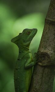 Preview wallpaper lizard, scales, reptile, amphibian