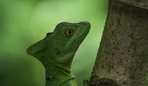 Preview wallpaper lizard, scales, reptile, amphibian