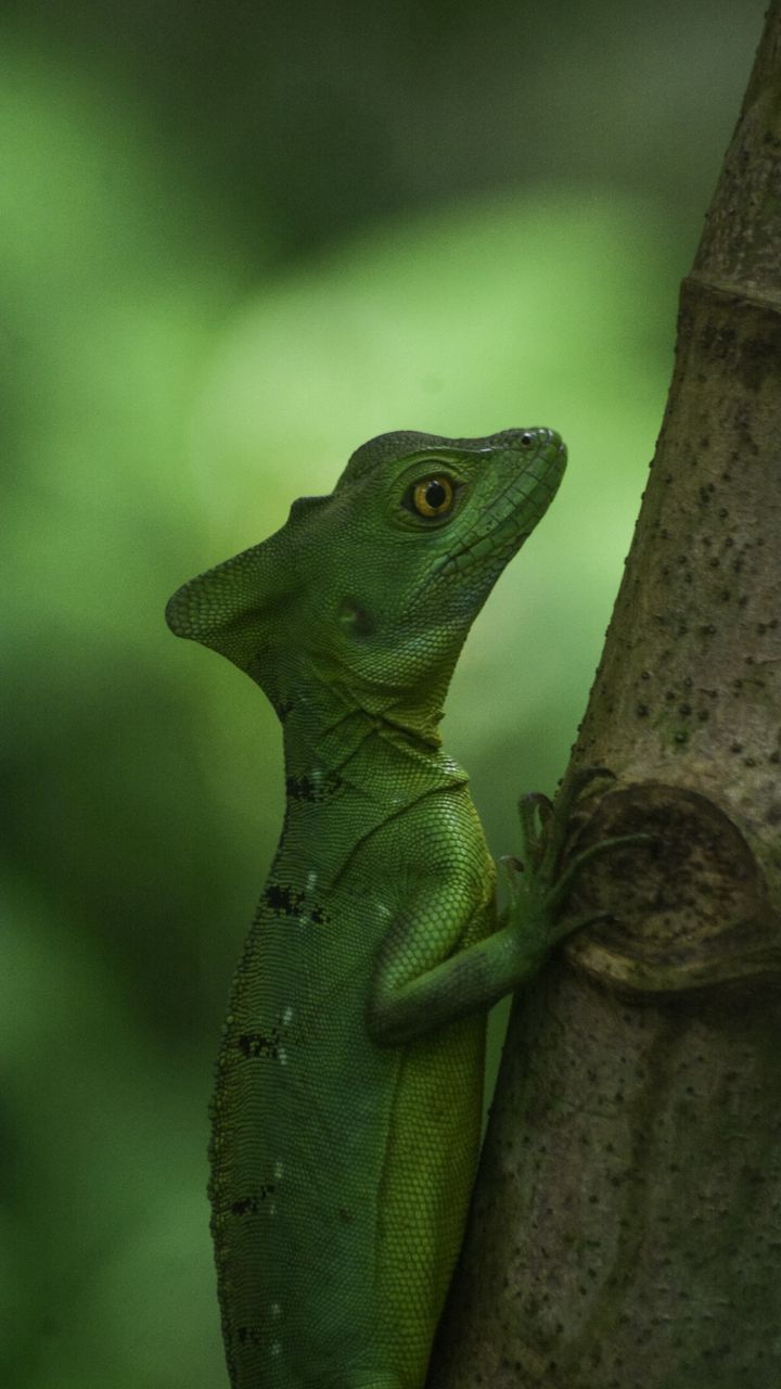 Download wallpaper 720x1280 lizard, scales, reptile, amphibian samsung