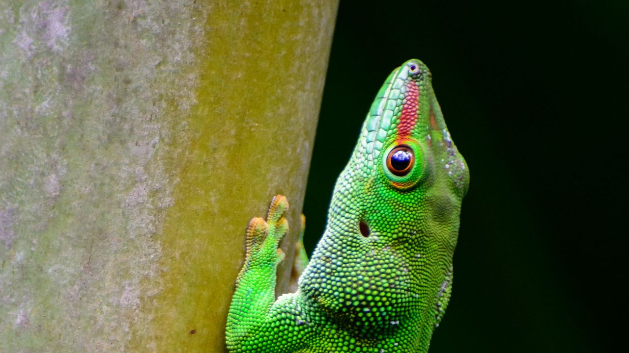Wallpaper lizard, scales, reptile, green