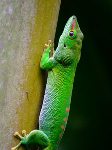 Preview wallpaper lizard, scales, reptile, green