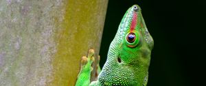 Preview wallpaper lizard, scales, reptile, green