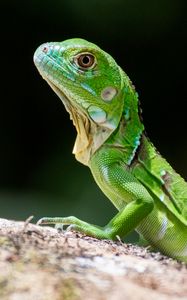 Preview wallpaper lizard, scales, reptile, green, profile