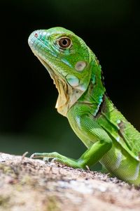 Preview wallpaper lizard, scales, reptile, green, profile