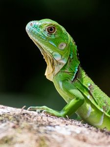 Preview wallpaper lizard, scales, reptile, green, profile